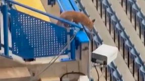 Sceny przed meczem Barcelony. Tylko spójrz, kto grasował po trybunach