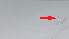 "Nie było czego zbierać". Niewiarygodny lot w Niemczech