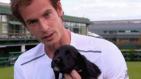Murray i małe pieski, czyli dzień przerwy w Wimbledonie