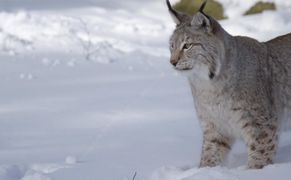 National Geographic Wild Dzikie szlaki Europy