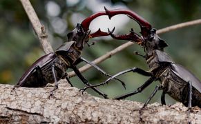 Polsat Viasat Nature HD Zwierzęce wojny