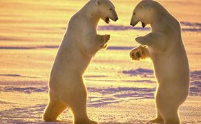National Geographic Wild HD Drapieżnik kontra ofiara