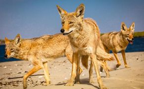 BBC Earth Potęga ssaków