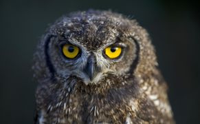 Polsat Viasat Nature HD Skrzydlate drapieżniki