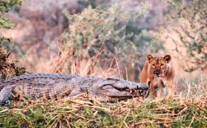 National Geographic Wild Katavi - utracony raj Afryki