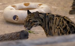 National Geographic Wild Sekrety zoo: dzikie wieści z Tampy