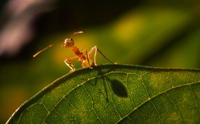 Polsat Viasat Nature HD Ziemskie dziwy