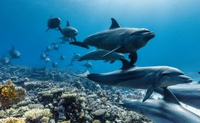 National Geographic Wild HD David Attenborough: Świat oceanów