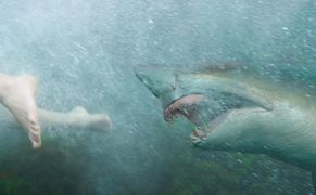 National Geographic Wild HD Atak rekina: przyczyny
