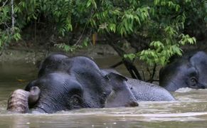 Polsat Viasat Nature HD Borneo: puszcze pełne cudów