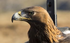 Polsat Viasat Nature HD Świat przyrody: potężne orły