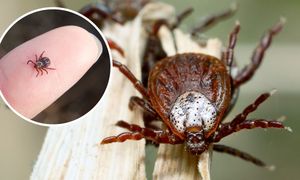 Kleszcze mają naturalnego wroga. To jego zapachu boją się jak ognia