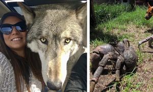 22 zwierzaki, których rozmiar wybiega daleko poza granice naszego rozumowania