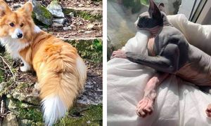 23 niezwykłe zwierzaki, które otrzymały od natury wyjątkowy dar