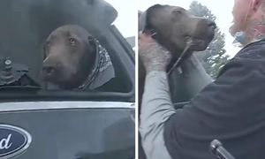 Mężczyzna w ostatniej chwili ratuje psa z płonącego samochodu. Przejmujący film z akcji ratunkowej