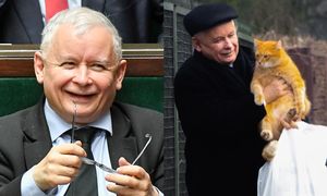 Koty dostaną trzynastkę od Kaczyńskiego. "Wszyscy wiedzą, że duża jest miłość pana prezesa do zwierząt"