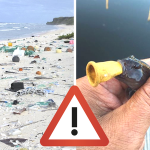 Skażone plastikiem owoce morza trują francuzów. Panika ogarnęła cały kraj