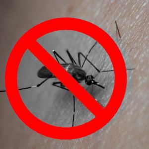 Uchroń się przed komarami. Te rośliny skutecznie je odstraszają