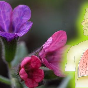 Miodunka – roślina, która oczyszcza płuca ze smogu i zwiększa odporność pęcherzyków płucnych