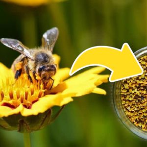 Pyłek pszczeli okrzyknięty mianem najlepszego, naturalnego lekarstwa. Skrywa w sobie wielką moc!