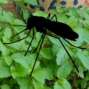 8 roślin, które skutecznie odstraszają komary i robactwa. Idealne na obecną porę roku
