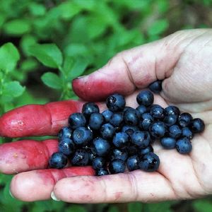 Myj jagody, borówki i maliny rosnące w lesie. Jedyny sposób, aby ustrzec się przed groźną chorobą