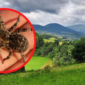 Tarantula ukraińska – jeden z najbardziej jadowitych pająków w Europie dotarł do Polski