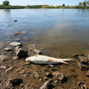 Wiadomo już czym zatruto Odrę! Czy toksyny są niebezpieczne dla ludzi mieszkających nad rzeką?