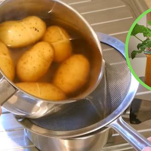 Wylewasz wodę po ugotowaniu ziemniaków? To duży błąd! Możesz ją praktycznie wykorzystać