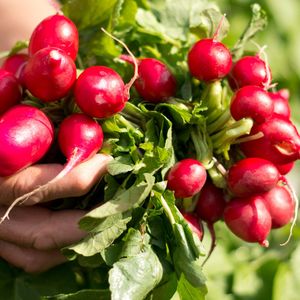 10 korzyści zdrowotnych wynikających ze spożywania rzodkiewki. To nasz polski superfood