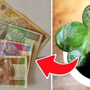 Drzewko szczęścia przyciąga pieniądze jak magnes! Trzeba jednak prawidłowo o nie zadbać