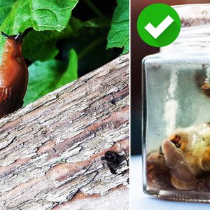3 skuteczne metody na pozbycie się ślimaków z ogródka. Koniec ze zniszczonymi plonami!