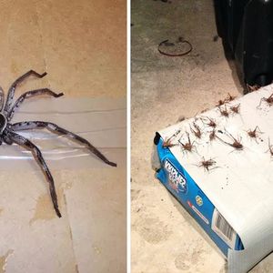 Odstraszanie pająków z domu – 7 skutecznych sposobów