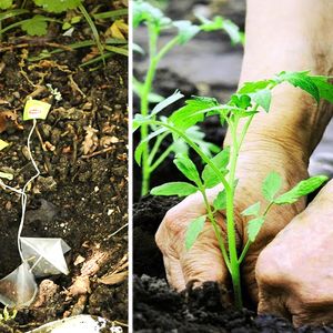 Praca w ogrodzie będzie przyjemniejsza jeśli umieścisz w glebie zużyte torebki po herbacie