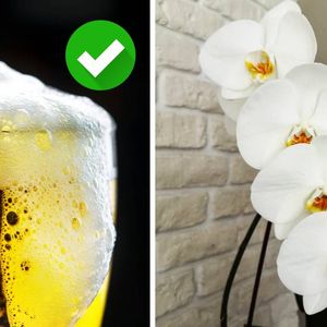 Pielęgnacja storczyków – czy warto podlewać je piwem?