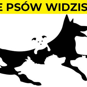 Liczba psów jaką zobaczysz, ilustruje Twój wiek mentalny. Zdziwisz się ile lat ma Twój umysł