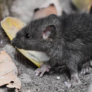 Myszy w domu? Jak pozbyć się myszy z mieszkania