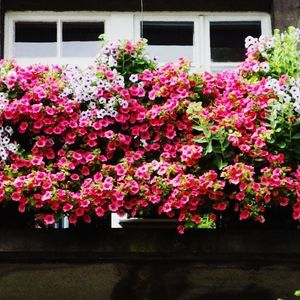 Surfinie na balkon – jak sadzić, podlewać i pielęgnować