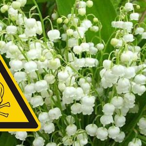 Konwalia majowa – pięknie pachnący kwiat, który jest śmiertelnie niebezpieczny