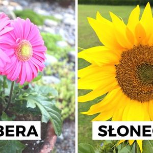 10 popularnych kwiatów ogrodowych, których alergicy powinni unikać