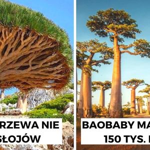 16 drzew jedynych w swoim rodzaju, które wyglądają jak przybysze z innego wymiaru