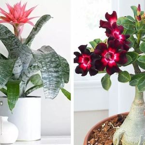9 roślin idealnych do pomieszczeń z suchym powietrzem. Okres grzewczy im nie straszny