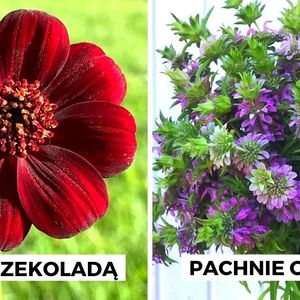 7 niezwykłych roślin ogrodowych, które wydzielają zapachy przypominające niejeden smakołyk