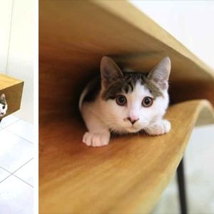 Koto-stół czyli idealny mebel dla fanów kotów oraz oryginalnego designu
