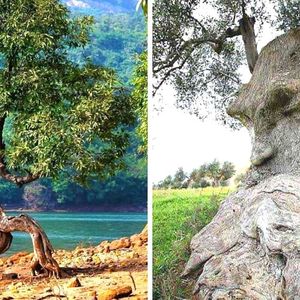 25 niepospolitych drzew, w których istnienie trudno uwierzyć. Niektóre zachowują się jak ludzie