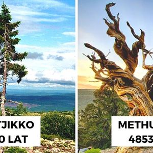 10 najstarszych drzew na świecie, które wciąż żyją. To prawdziwi staruszkowie, którzy niejedno widzieli