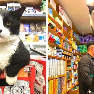 20 sklepowych kotów, które pokazują, kto tam naprawdę rządzi