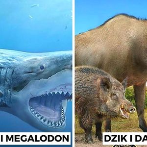 20 zwierząt i ich prehistorycznych przodków w niezwykłym porównaniu ich wielkości