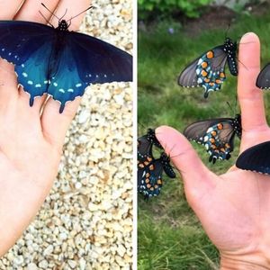 Amerykański botanik odradza zagrożony wyginięciem gatunek motyla i na nowo sprowadza go do San Francisco