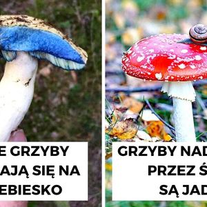 10 najczęściej powtarzanych mitów, które narosły wokół grzybów niczym leśna ściółka
